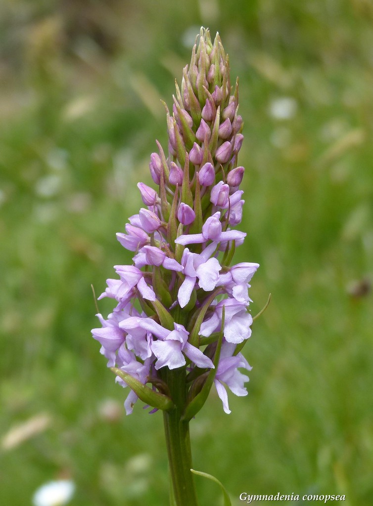 Monti della Laga, N.widderi, P.albida var. tricuspis e altre orchidee 27 giugno 2015